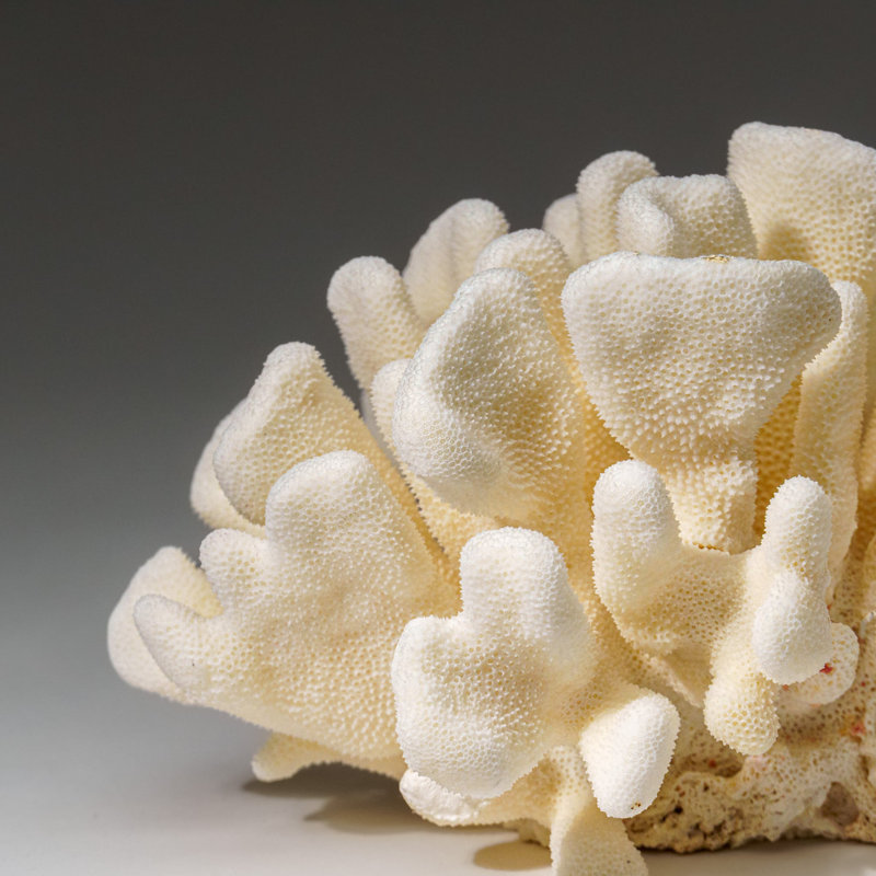 Genuine White Cat's Paw Coral (1.5 Lbs)