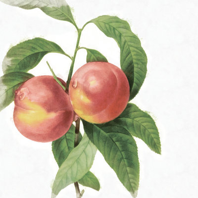 Peach Not Antique - Wrapped Canvas Painting