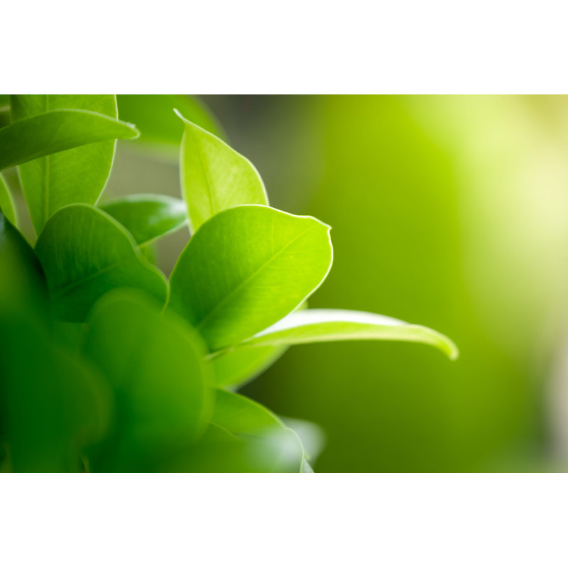 Feuilles vertes sur fond - Photographie sur toile tendue, H 8 po x l 12 po