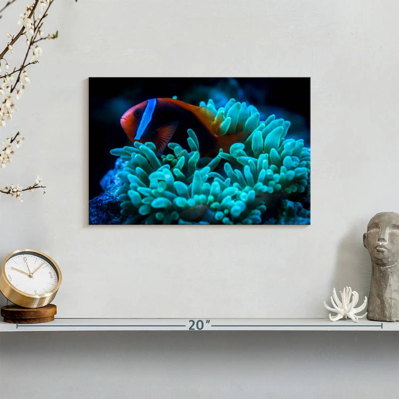 Brampt Tomato Clownfish, 8" H x 12" W