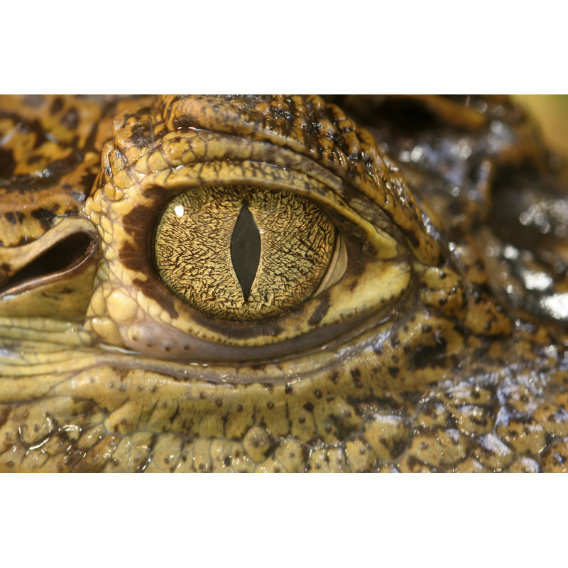 Crocodile Eye - Photographie sur toile tendue, H 32 po x l 48 po