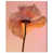 Gallery Wrapped is unavailable
