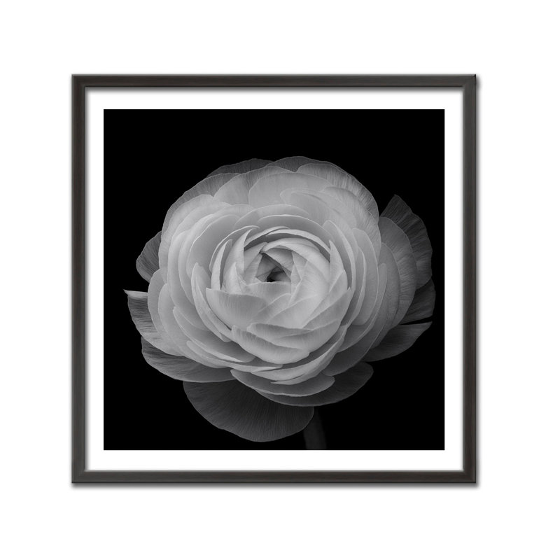 «Nature Inspired Ranunculus» par Lotte Gronkjer, photographie encadrée sur papier, H 24 po x l 24 po
