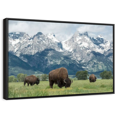 Bison Teton broutant