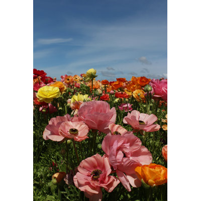 Field of poppy flowers 1 Piece Wrapped Canvas Wall Art