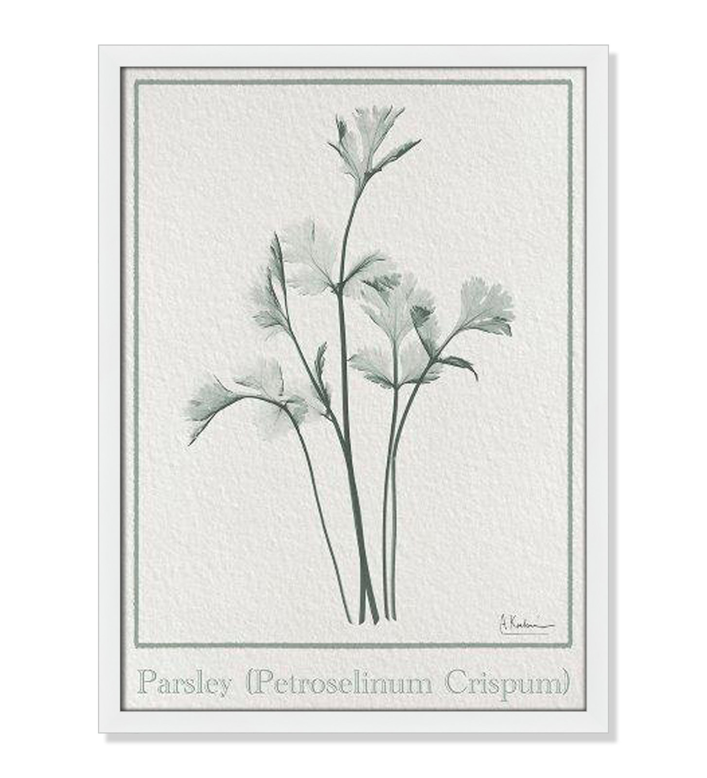 Jeanette "Parsley II" Print by Albert Koetsier, 23" H x 17" W x 1.25" D, Satin White Framed Paper