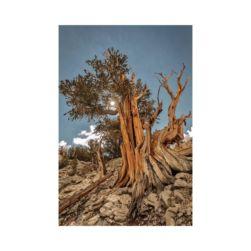 Usa, Eastern Sierra, White Mountains, Bristlecone Pines by John Ford - Wrapped Canvas Print, 66.04cm H x 45.72cm W x 1.91cm D