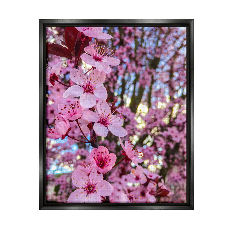 Photographie de fleurs de cerisier en fleurs printanières par Heidi Bannon - photographie sur toile