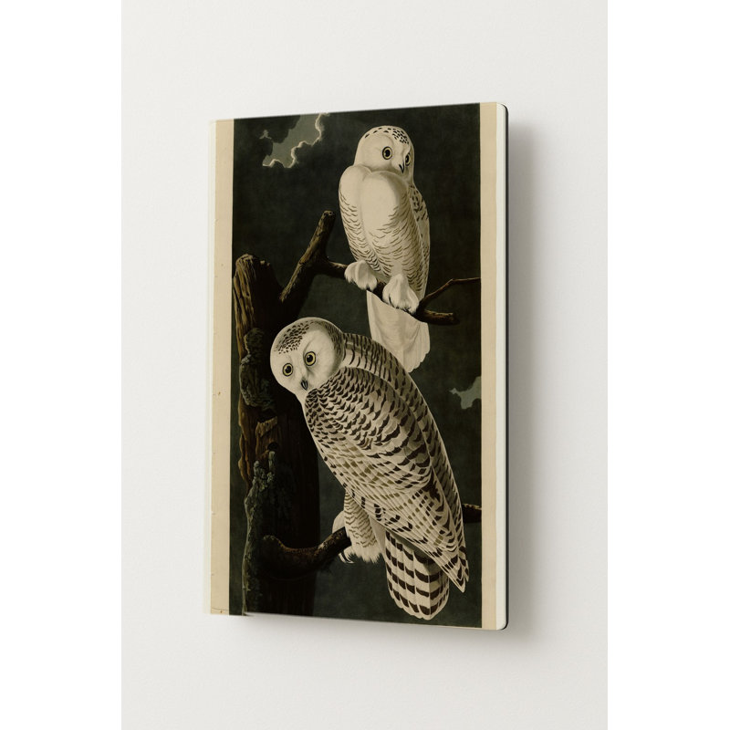 Harfang des neiges, planche 121 (1831) — Portrait en métal, 14" H x 11" W