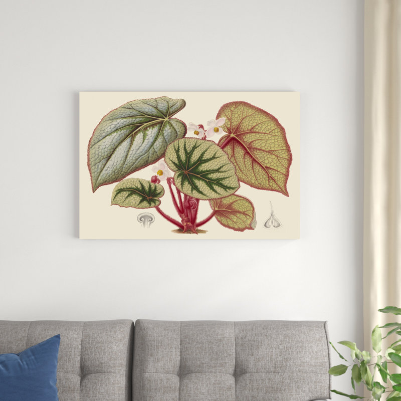 Begonia Variétés IV par Stroobant - peinture sur toile tendue, H 24 po x l 36 po x P 1,25 po