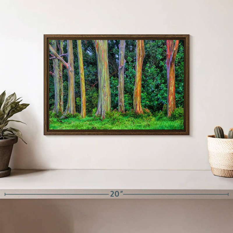 Eucalyptus arc-en-ciel, 13 po x 9 po, Cadre flottant en noyer