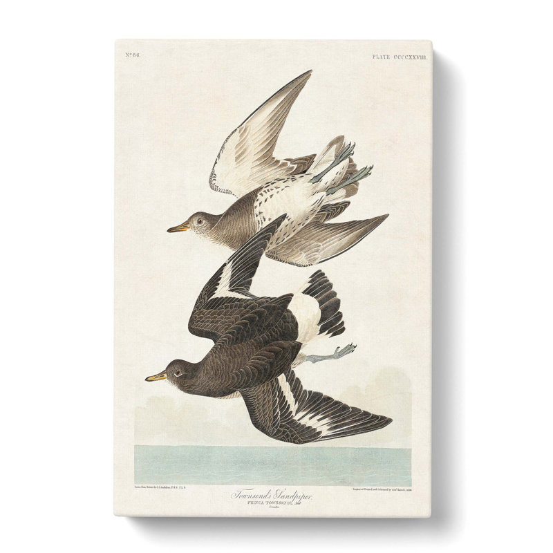 Flying Sandpiper Birds by John Audubon - Wrapped Canvas Painting, 60cm H x 40cm W x 3cm D