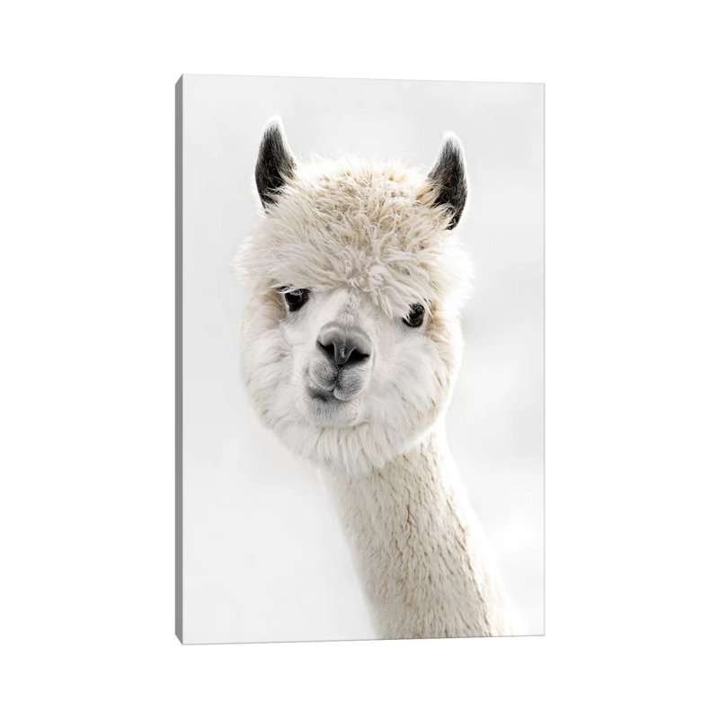 Peeky Alpaca by Monika Strigel - Wrapped Canvas Print, 20.32 cm H x 30.48 cm W