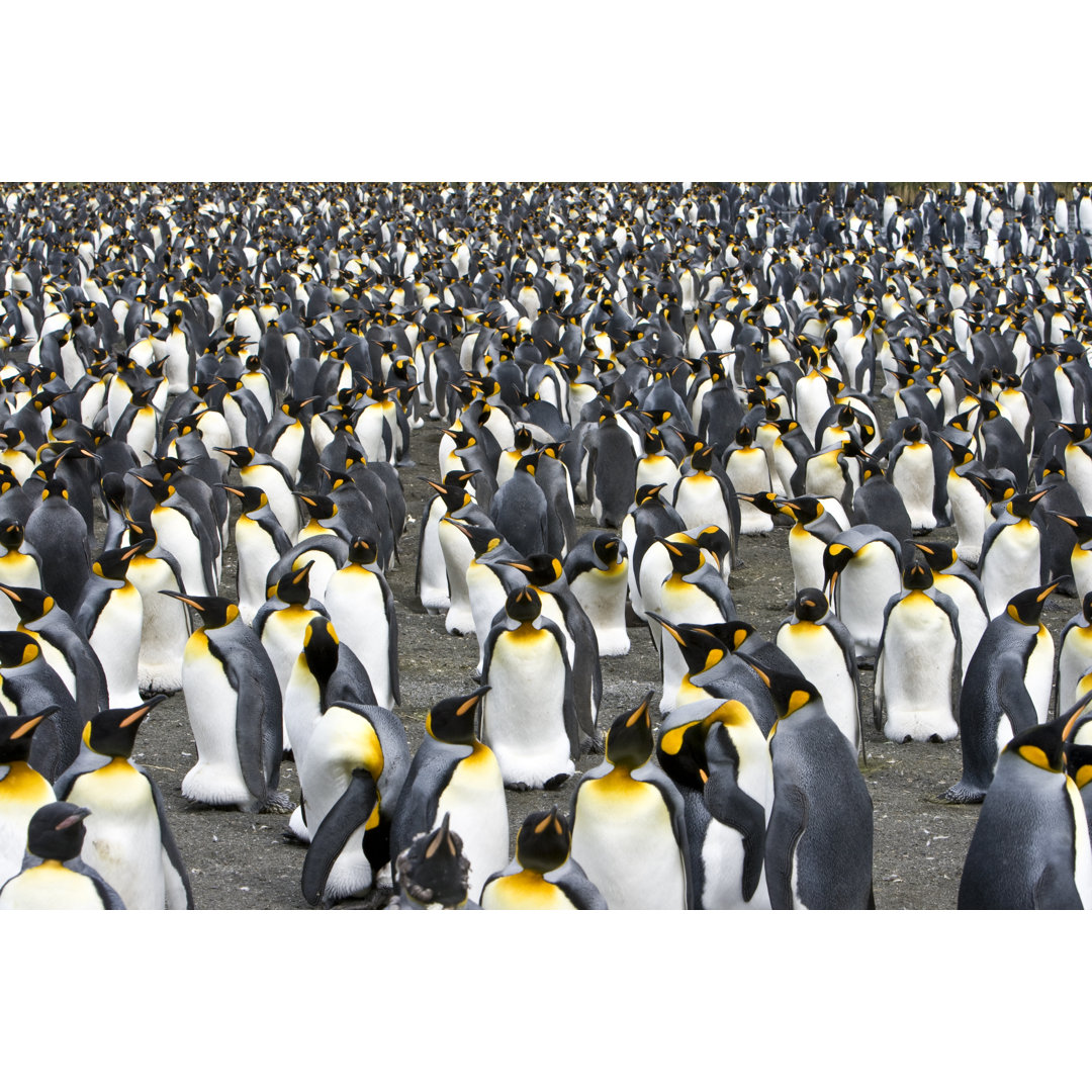 Crowd Penguin Colony von Mlenny - Kunstdrucke auf Leinwand