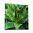 " Agave Montana "-770429330