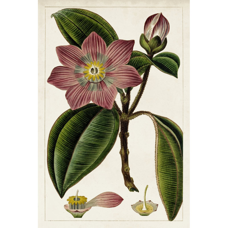 Mauve Botanicals VI - Wrapped Canvas Painting, 76cm H x 51cm W