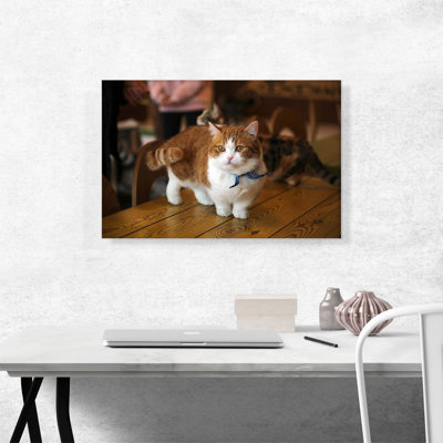 Chat Munchkin - reproduction de photo sur toile tendue
