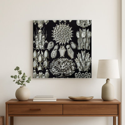 Bryozoaires, planche 23 de Kunstformen der Natur (1904) — Art mural carré en métal