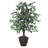 Artificial Variegated Ficus Series-137242058