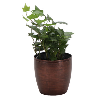 Live Green Ivy Plant in Classic Pot