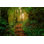 «Canopies Of Hoh Rainforest» par Helivideo - reproduction
