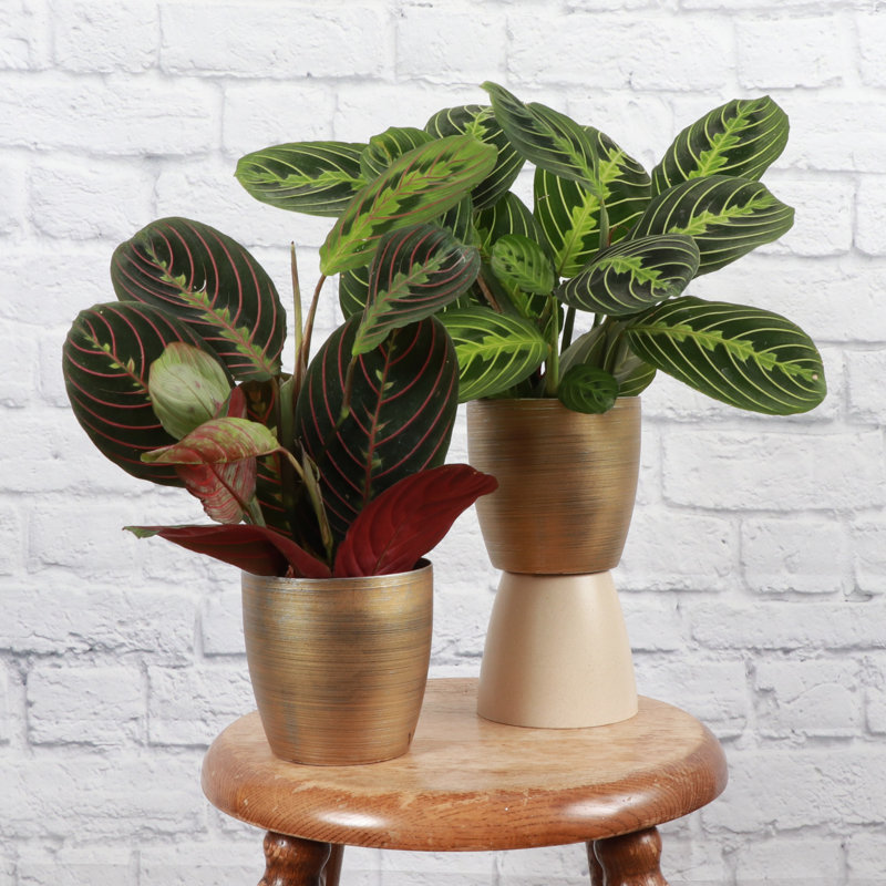 Live Prayer Plant Set in Classic Pots, Gold