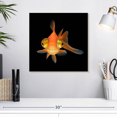 Crowle Telescope Eye Goldfish