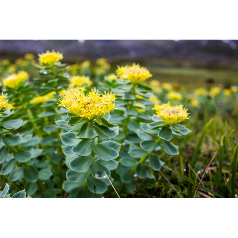 Ademide Rhodiola Rosea, photographie sur toile, H 8 po x l 12 po