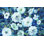 " Rugosa Roses " by Danhui Nai Painting Print