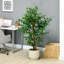 Artificial ficus tree with weighted plant pot