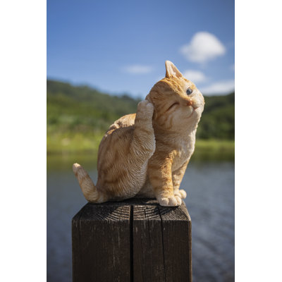 Chat qui gratte l'oreille