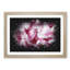 Beautiful Pink Carnation Petals - Single Picture Frame Print on MDF-56891501-56891499