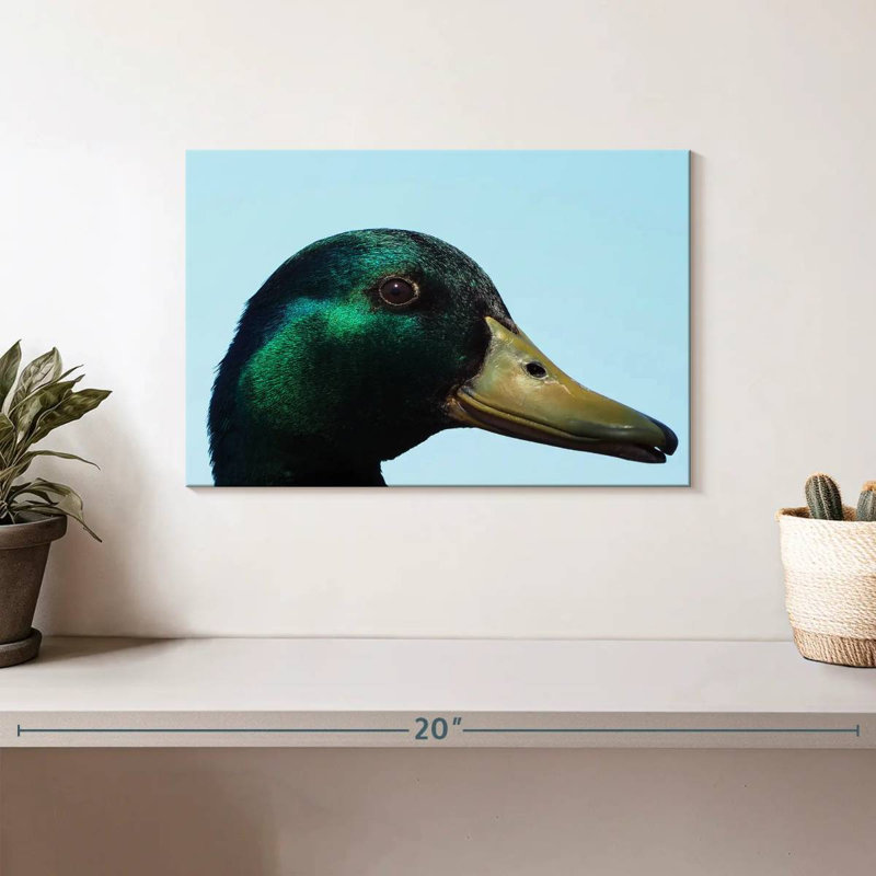 Mallard Duck Close Up, 8" H x 12" W