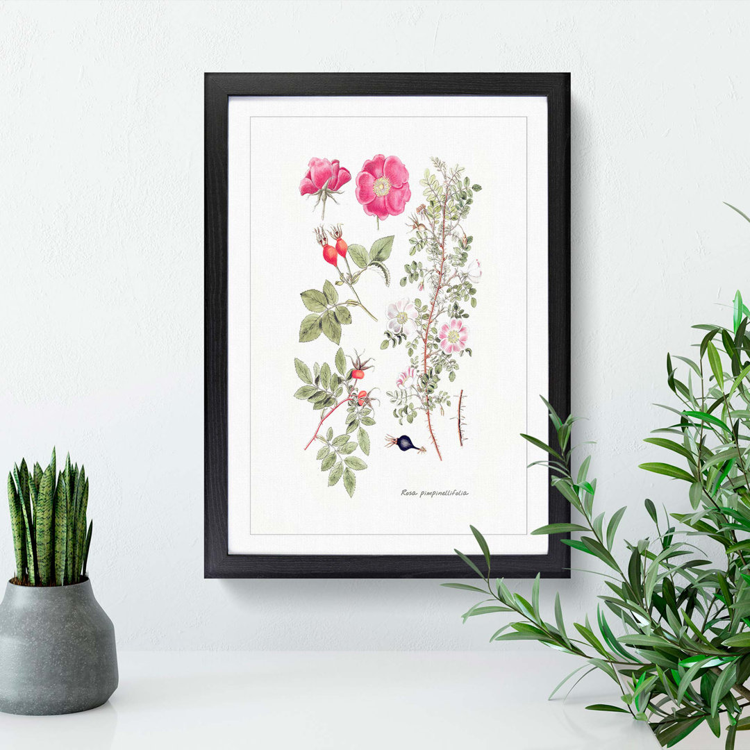 Pink Burnet Rose Flower Illustration - Framed Print