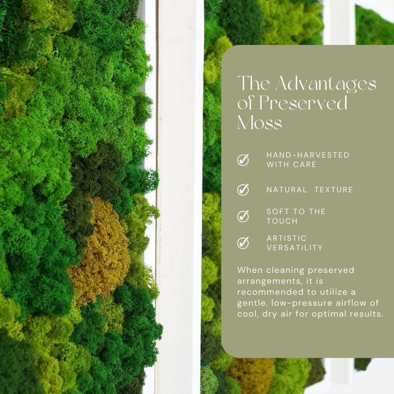 Preserved Moss for Home Décor, 2"H x 9.5" W x 9.5" D