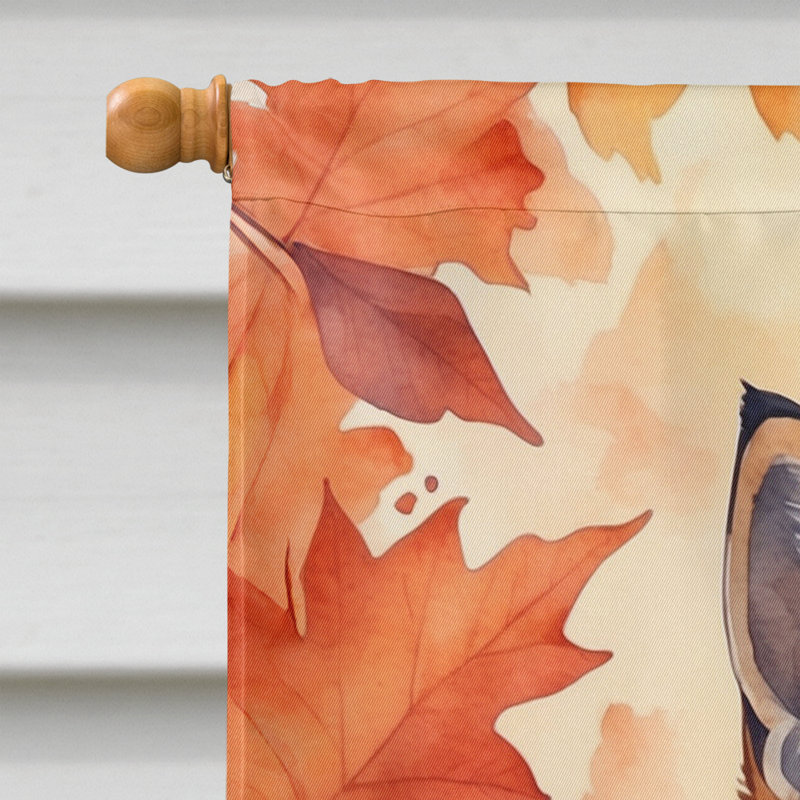 Chat en feuilles d'automne, Somali