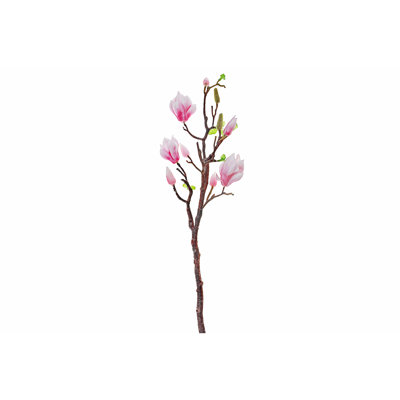 Magnolia grand jet rose