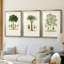 Arbre antique avec fruit - impression encadrée sur mesure de qualité supérieure matte - 3 pièces-6369811