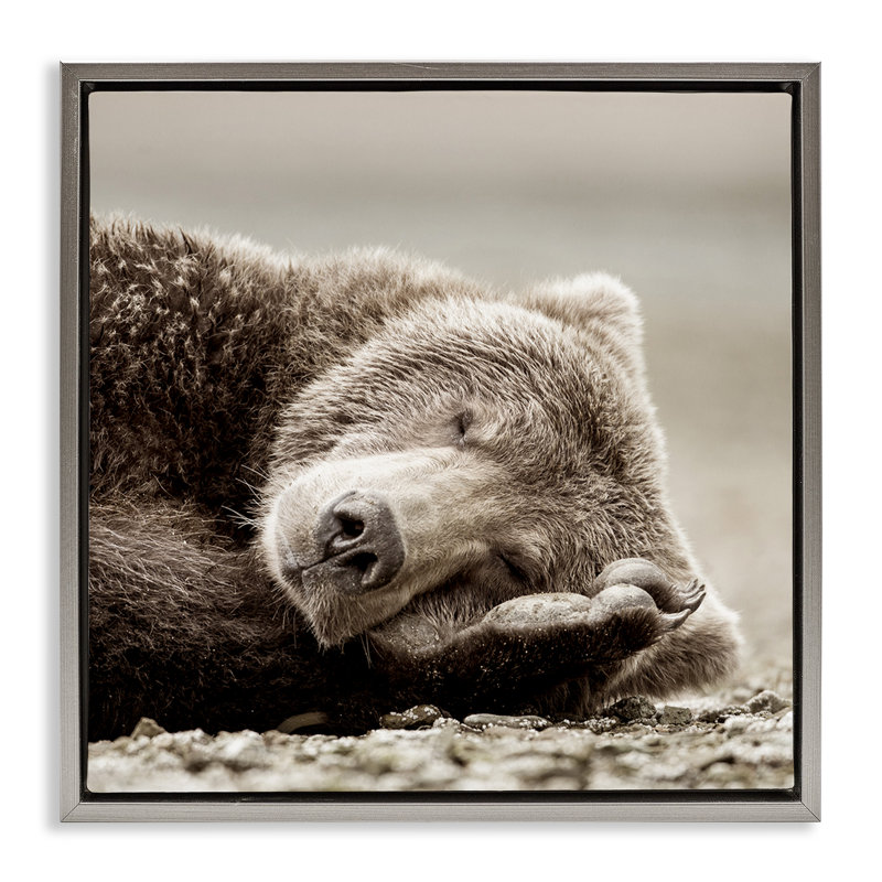 Art sur toile Cozy Sleeping Bear par Danita Delimont, Cadre flottant gris lustré, H 25 po x l 25 po