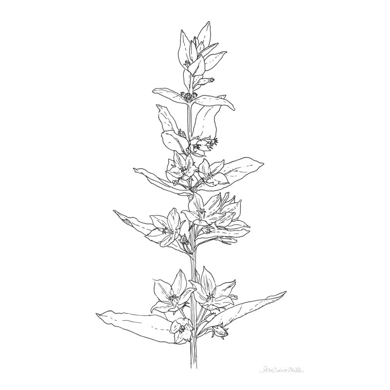 Sketched Flowers by Sara Zieve Miller - Wrapped Canvas Print, 122cm H x 81cm W