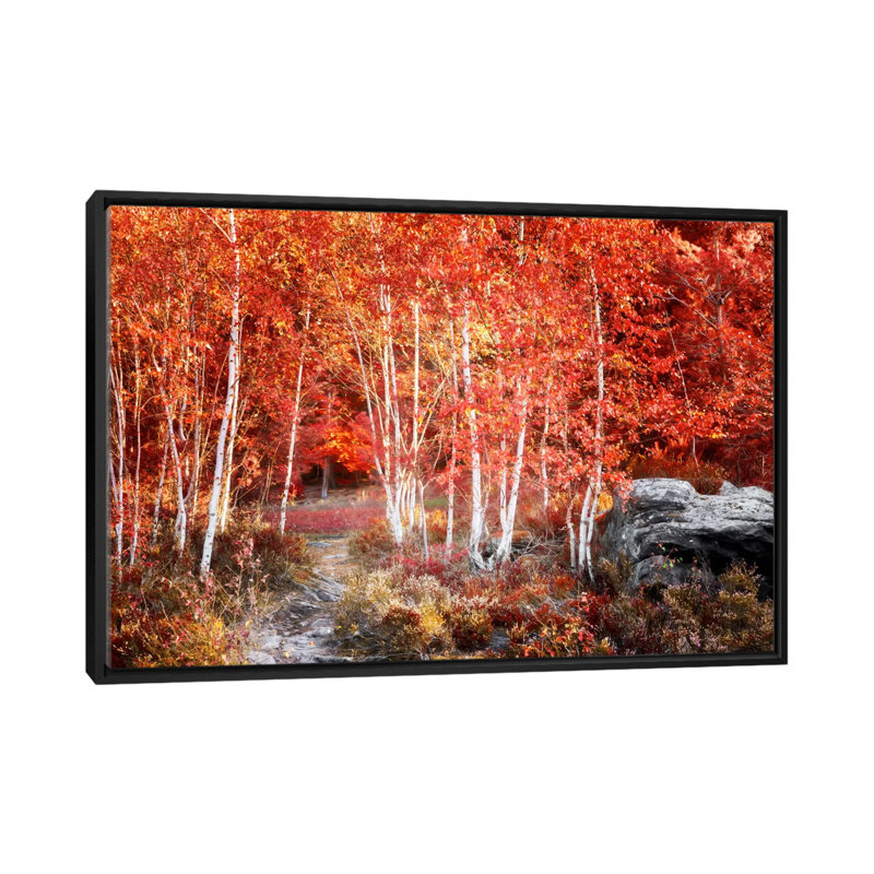 Birches Garden by Philippe Sainte-Laudy - Print on Canvas, 101.6 cm H x 66.04 cm W, Black Framed