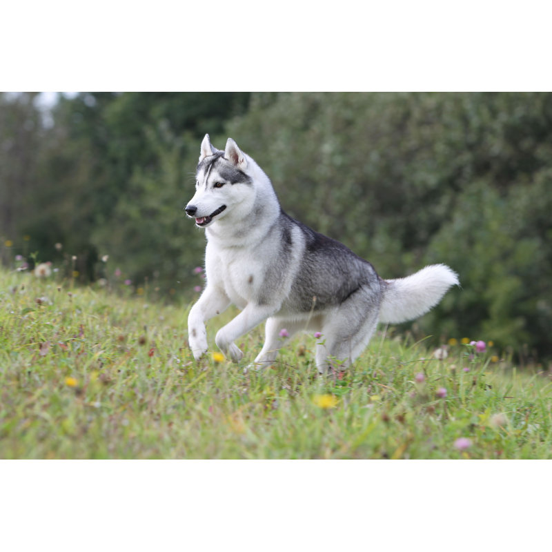 Husky sibérien dans un champ par Lvaloueva - Photographie sur toile tendue, H 12 po x l 18 po
