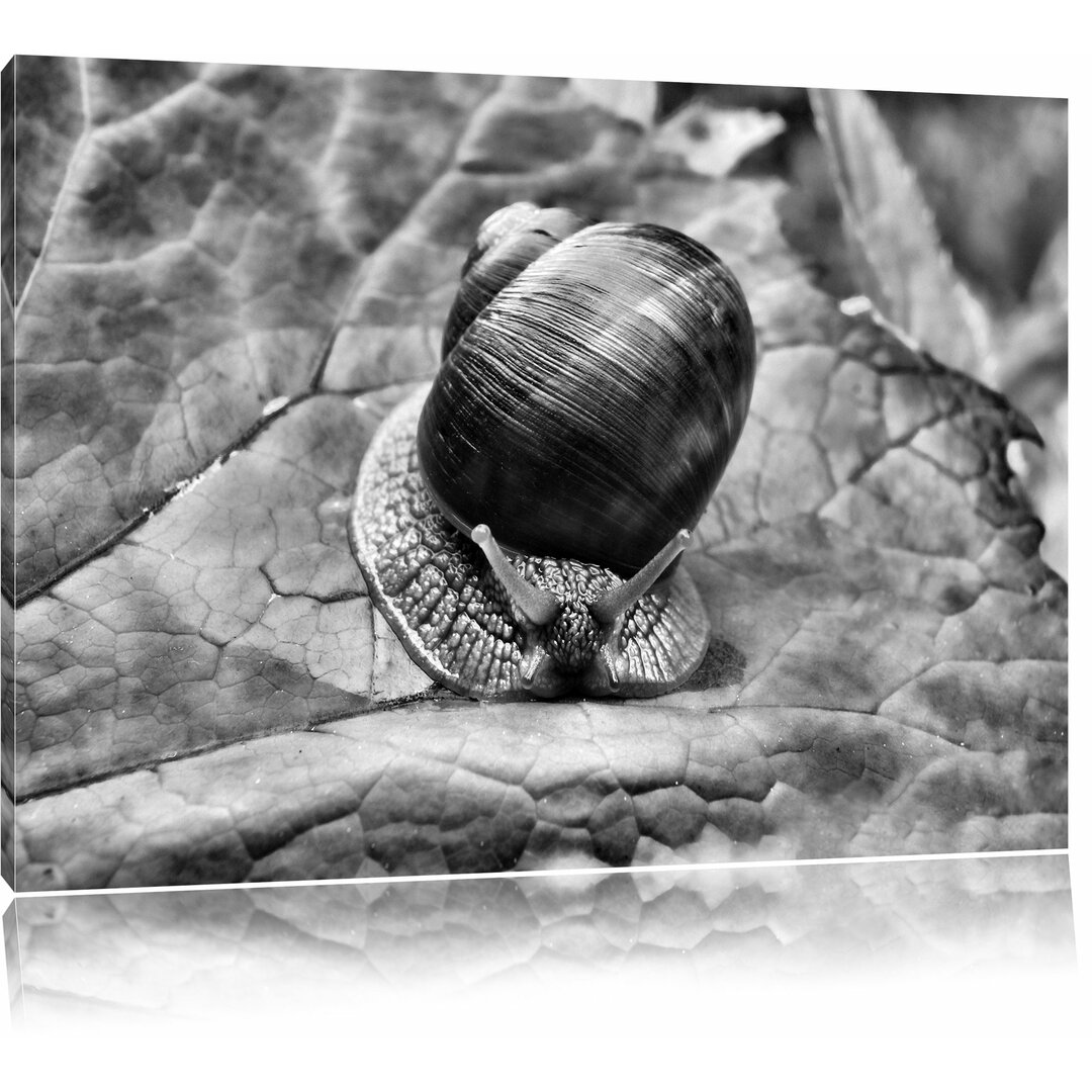 Leinwandbild Kleine Schnecke mit Schneckenhaus in Monochrom