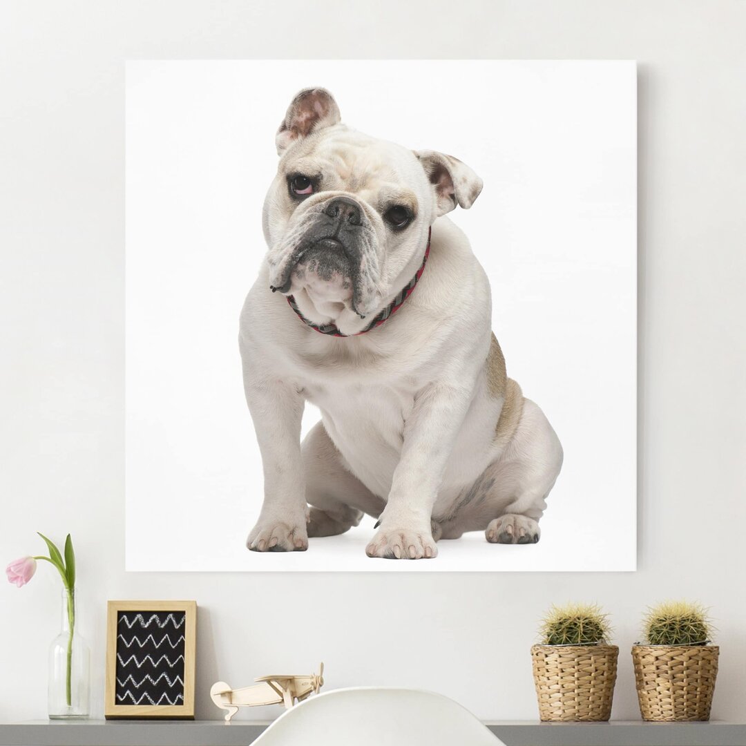 Leinwandbild Skeptical Bulldog