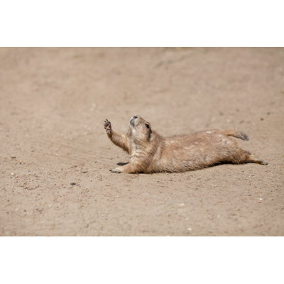 Rodent Rising His Paw - Photographie sur toile tendue
