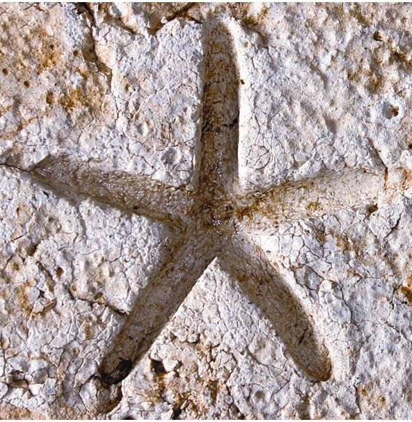 6" x 6" Cement Star Fish Fossil Impression Medallion Tile in Buff