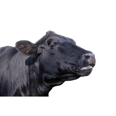 Vache noire par 2Nd Lookgraphics