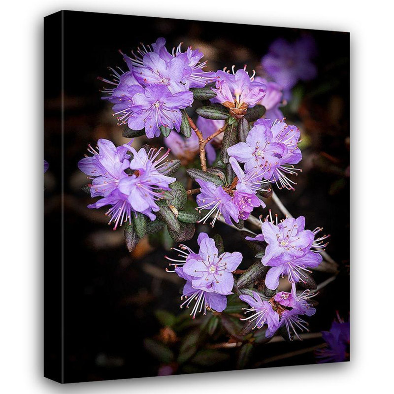 «Latitude Run® Johnson, George», art sur toile tendue, petit rhododendron mauve