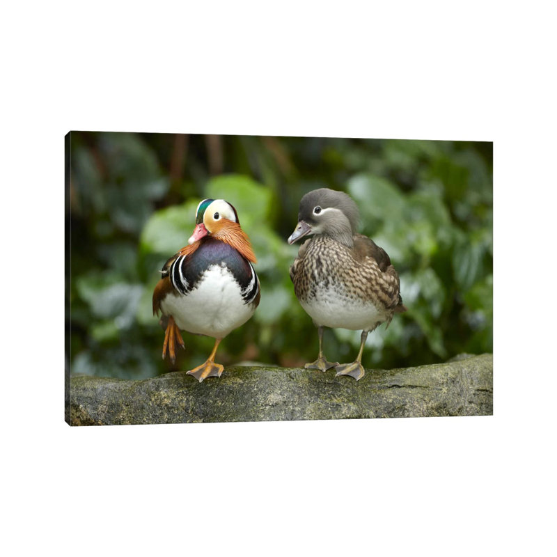 Mandarin Duck Male And Female, Jurong Bird Park, Singapore by Tim Fitzharris - Wrapped Canvas Print