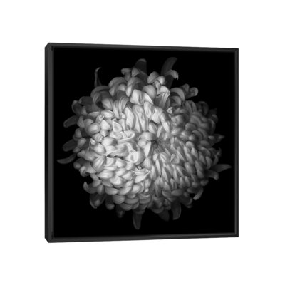 « yellow chrysanthemum i, b&w » par magda indigo, impression sur toile